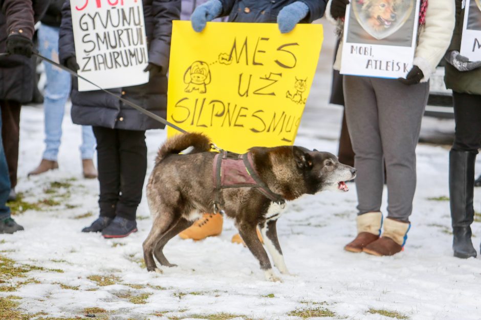 Nesuvokiamas žiaurumas: šunį uždaužė kirviu, nes jis lojo