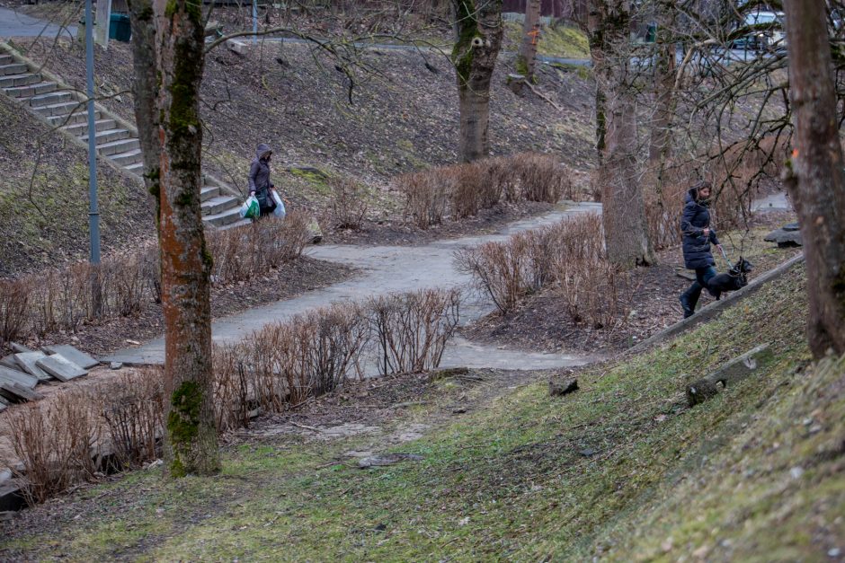 Protestuotojai nori gelbėti Kauko laiptų medžius