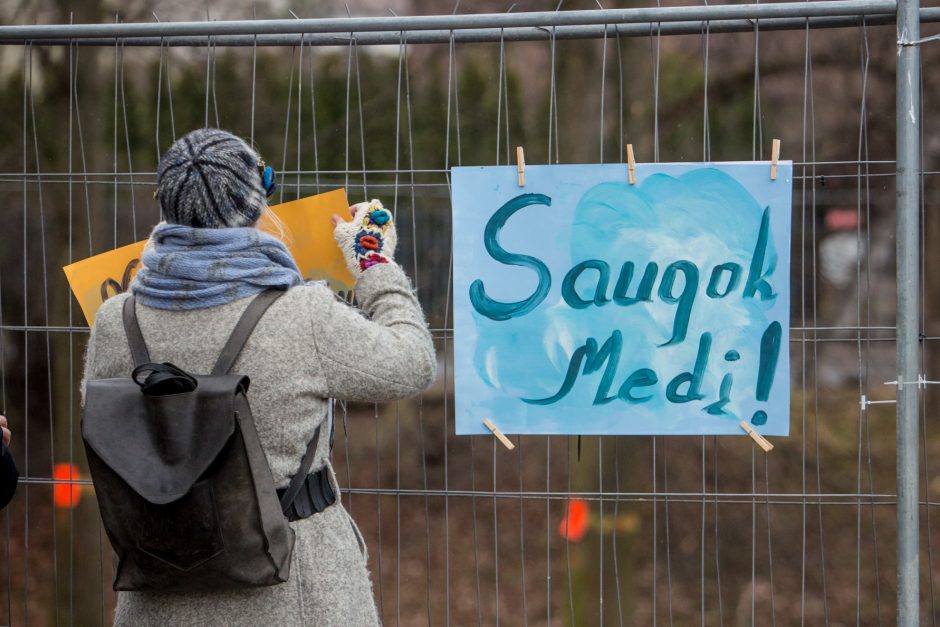 Protestuotojai nori gelbėti Kauko laiptų medžius