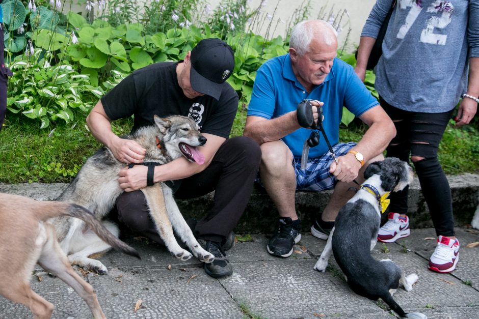 Parodos kalno šturmas: žmonės kopė kirpdamiesi, su vaišių stalais, šunys – neštuvuose