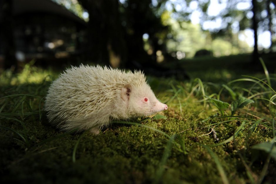 Sniego baltumo gyvūnai – albinosai