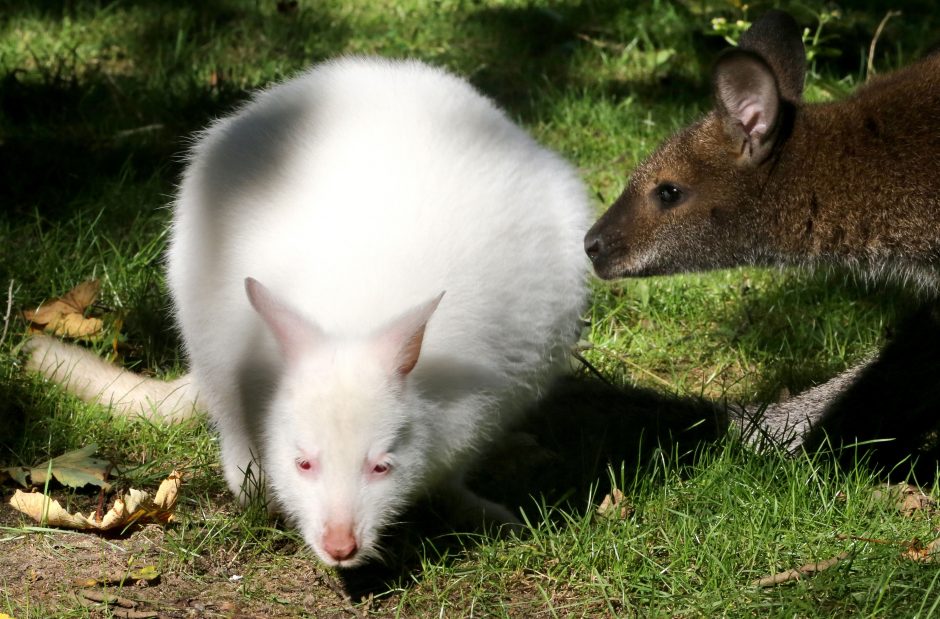 Sniego baltumo gyvūnai – albinosai