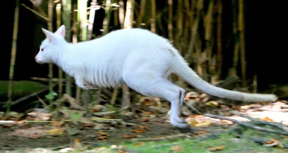 Sniego baltumo gyvūnai – albinosai