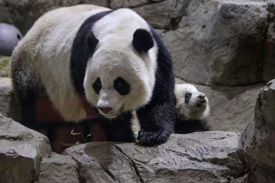 Vašingtono zoologijos sode viešam pristatymui rengiamas neseniai gimęs pandos jauniklis