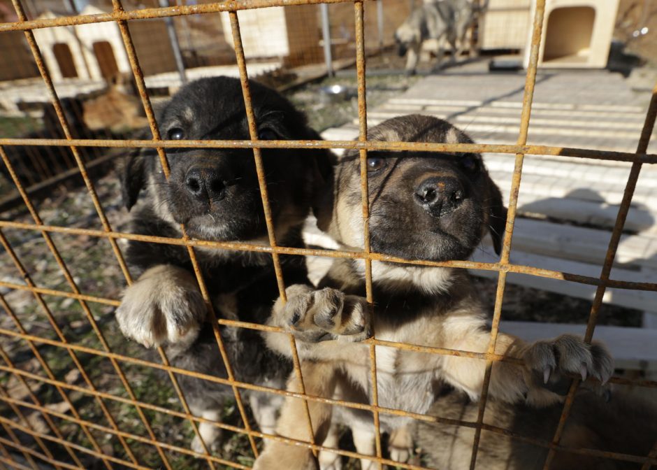 Pagalba Sočio šunims: prieglaudą savo lėšomis įkūrė vietos milijardierius