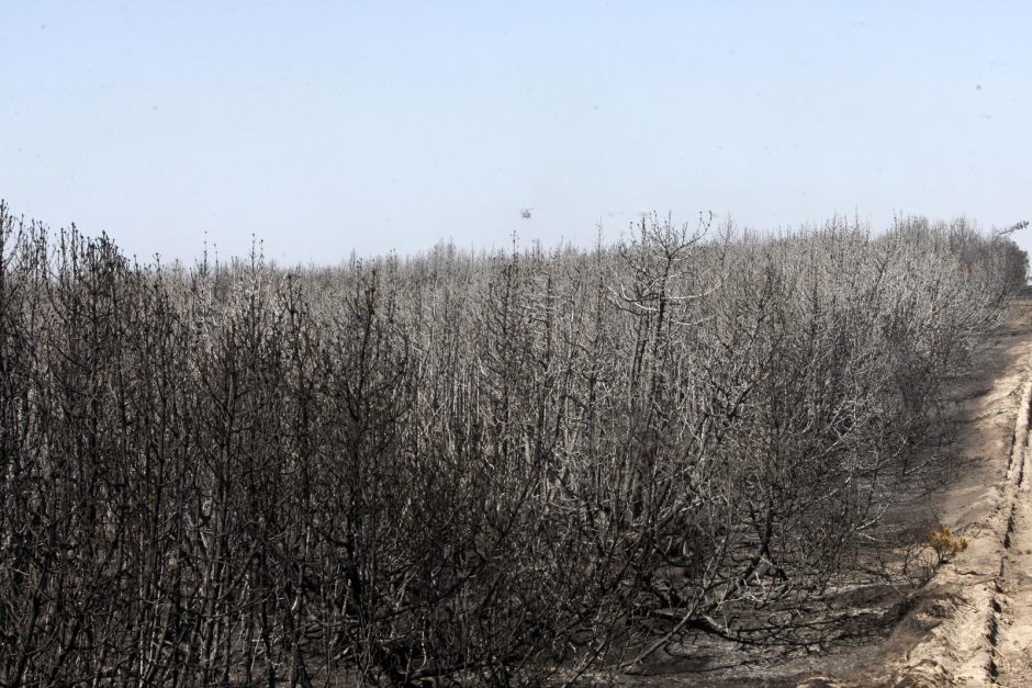 Kuršių nerijai padarytos žalos mastas paaiškės per savaitę 