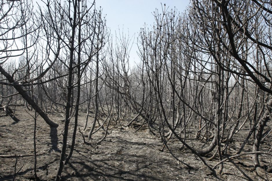 Kuršių nerijai padarytos žalos mastas paaiškės per savaitę 