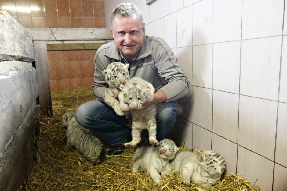 Klaipėdos zoologijos sode gimė baltosios tigriukės