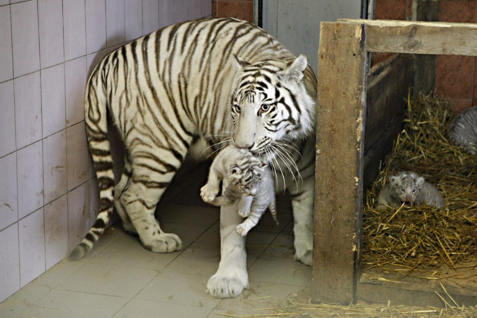 Klaipėdos zoologijos sode gimė baltosios tigriukės