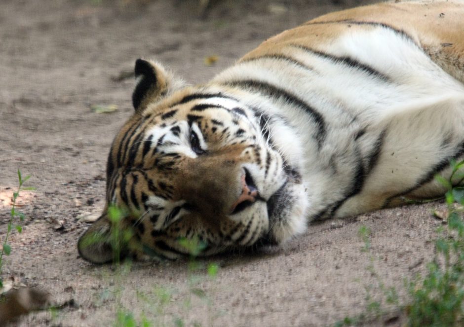 Prieš Zoologijos sodo uždarymą rekonstrukcijai – lankytojų antplūdis