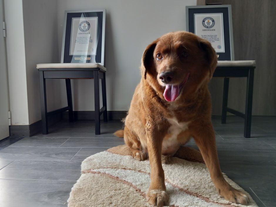 Bobi iš Portugalijos neteko seniausio pasaulio šuns titulo