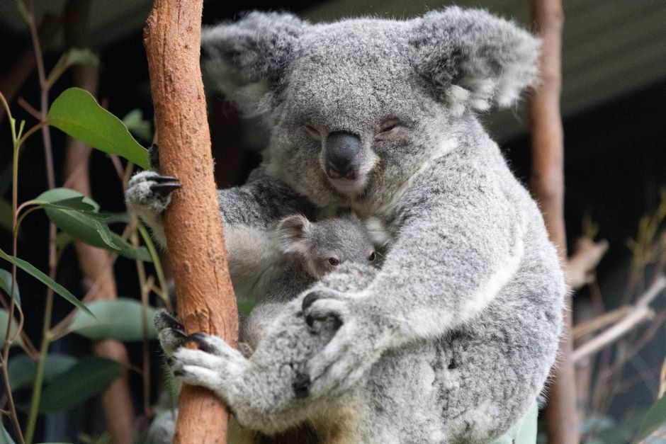 Romantiška naktis pas koalas: zoologijos sodas siūlo specialias ekskursijas