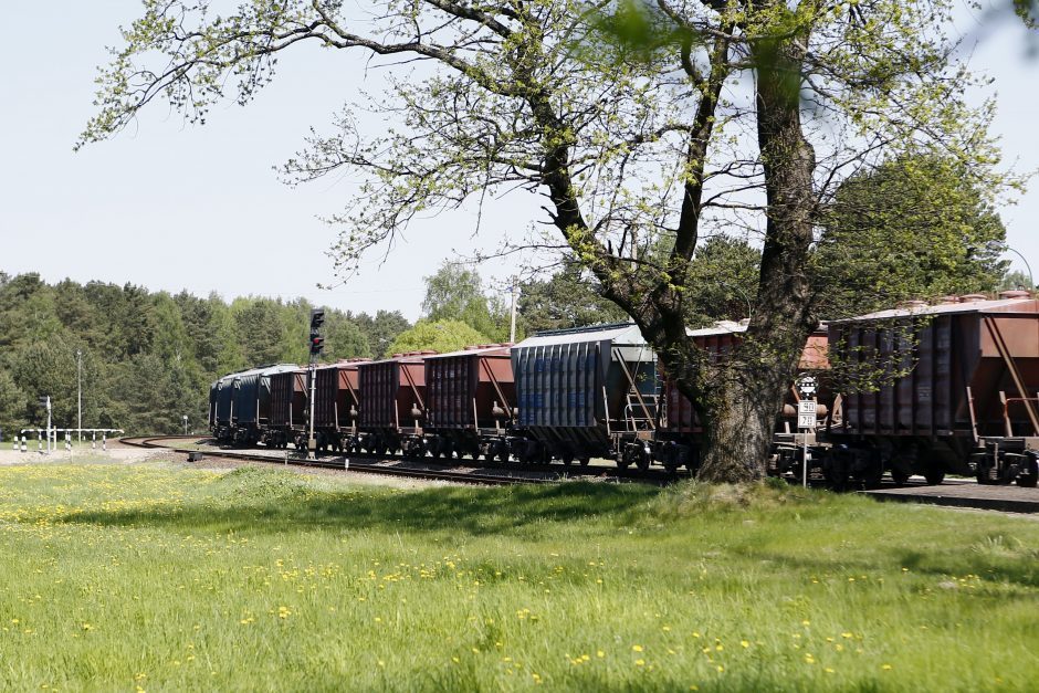 Taryba nusprendė: klaipėdiečių valią dėl Girulių miško ateities pateiks Vyriausybei