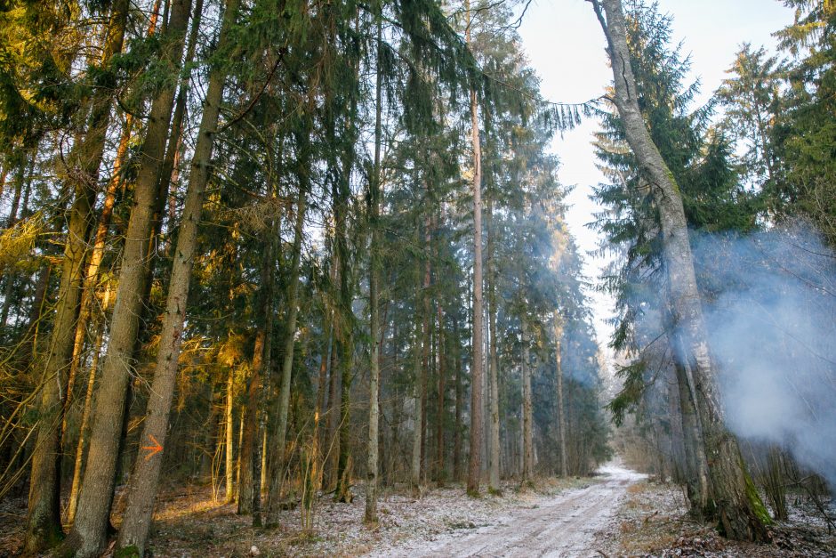 Kraupu: Vilniaus miškelyje – jauno vyro lavonas