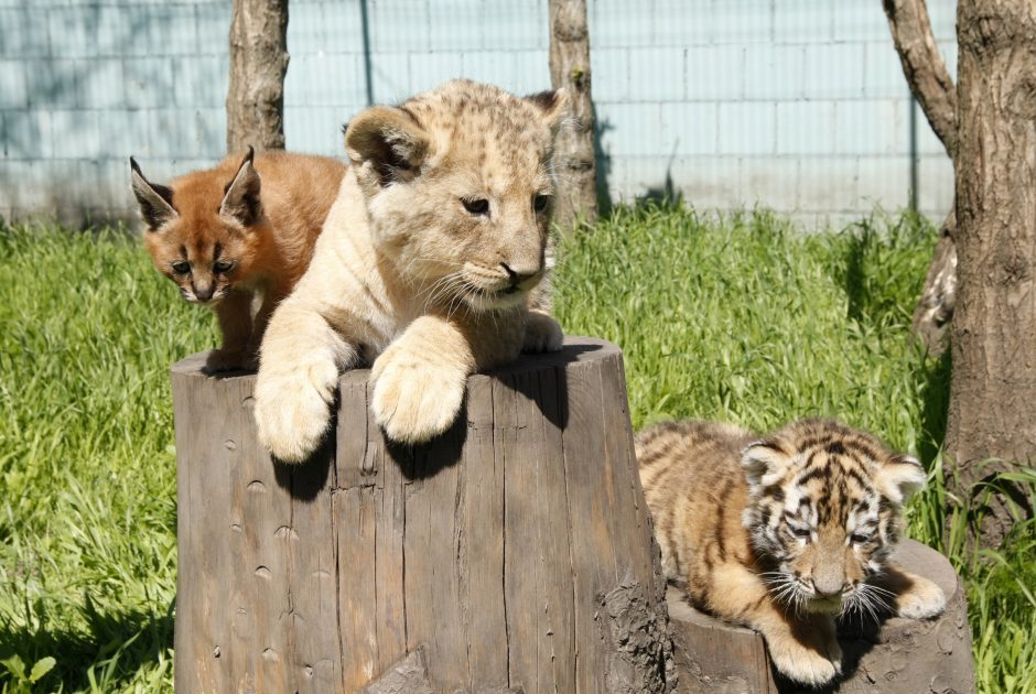 Šokiruojanti Lietuvos zoologijos sodų realybė: nugaišo arba dingo virš 100 laukinių gyvūnų