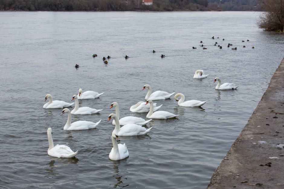 Kiek paukščių žiemoja Kaune?