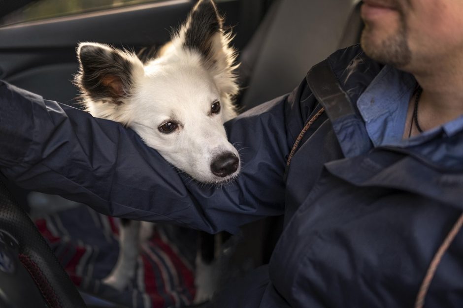 Būna ir taip: „Bolt“ vairuotojas policijai pasiskundė, kad keleivės šuo pridergė automobilyje