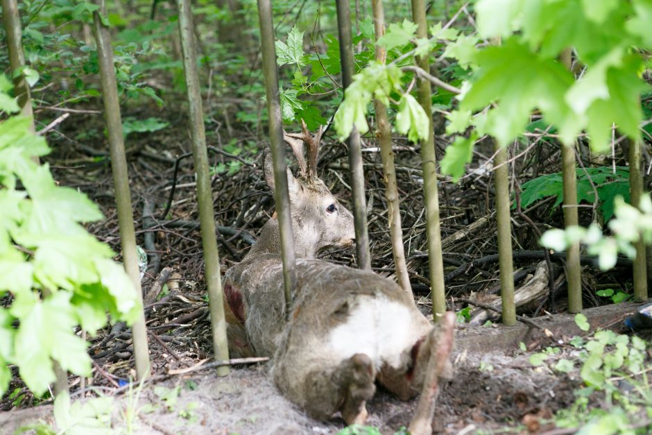 Riešės kaime ugniagesiai gelbėjo tvoroje įstrigusią stirną