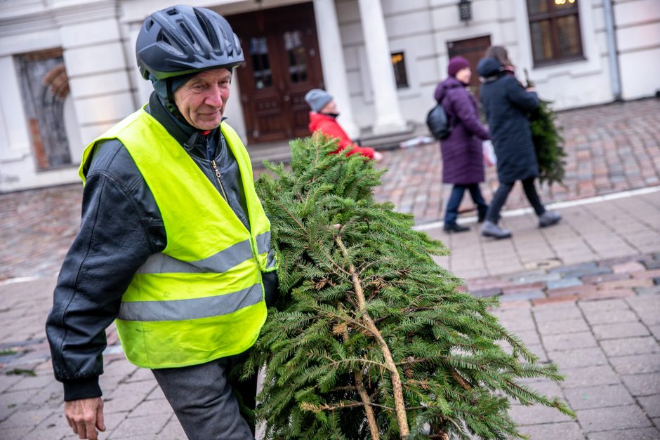 Miškininkų akcija sugrįžo: kauniečiai į namus parsinešė tūstančius eglišakių