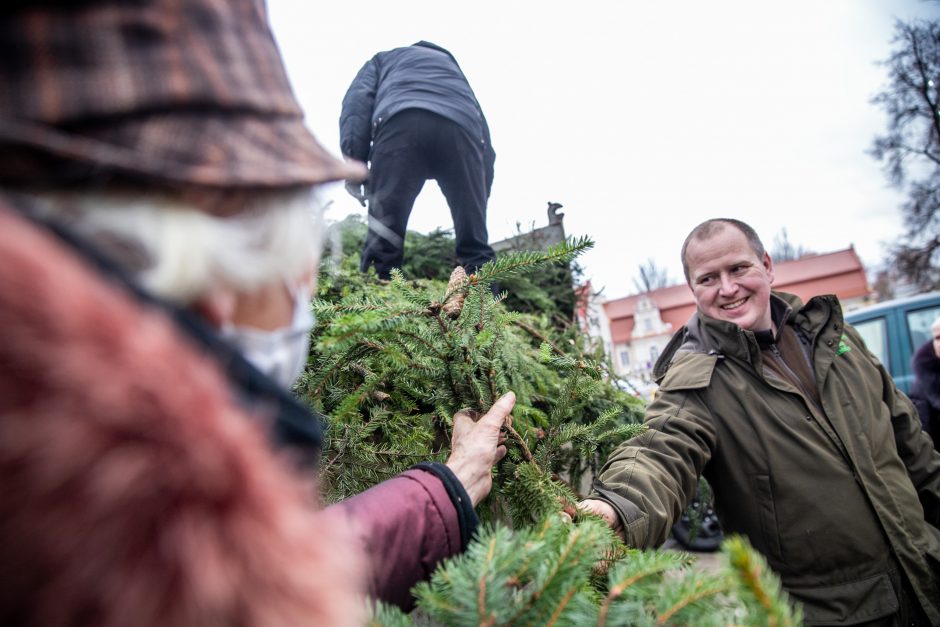 Miškininkų akcija sugrįžo: kauniečiai į namus parsinešė tūstančius eglišakių