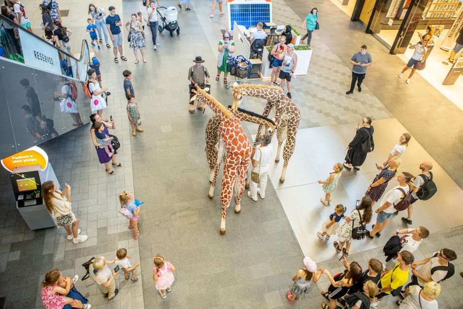 Festivalio „ConTempo“ žirafos aplankė Kauno „Akropolį“