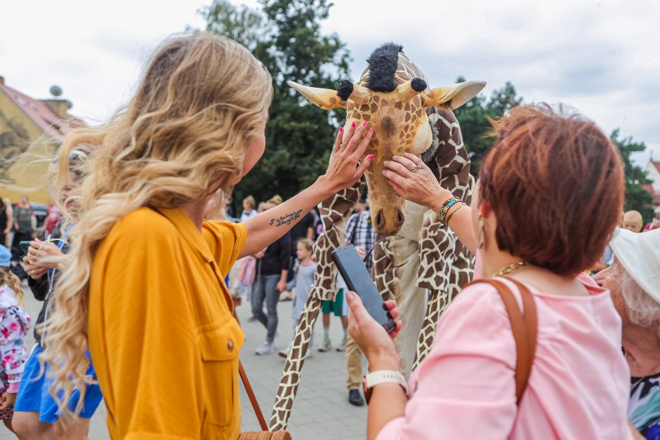 Kauniečius džiugina festivalio „ConTempo“ žirafos