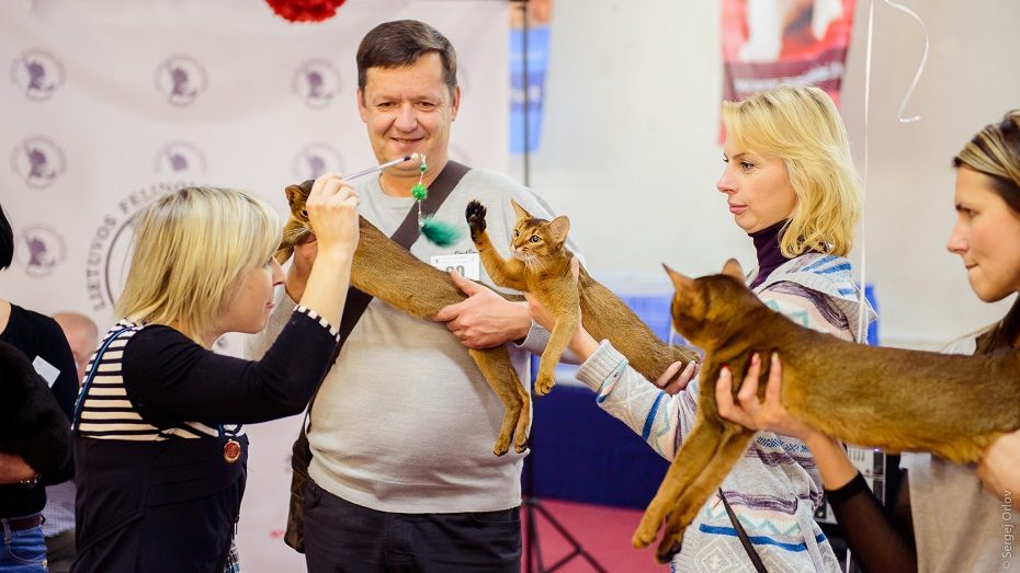 Kaune vyks tarptautinė kačių paroda