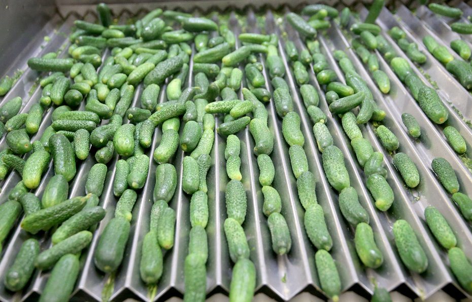 Devynioliktas agurkų sezonas: „Kėdainių konservų fabrike“ darbas virte verda