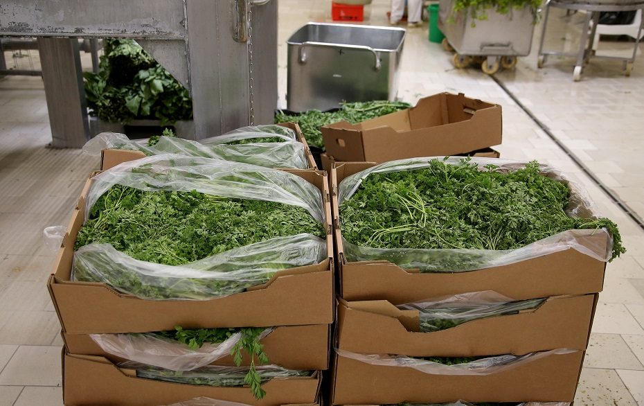 Devynioliktas agurkų sezonas: „Kėdainių konservų fabrike“ darbas virte verda