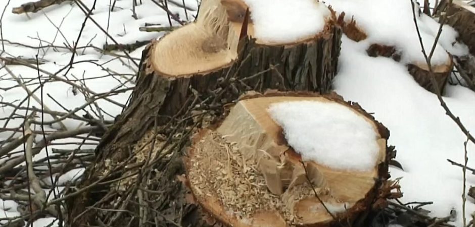 Skandalas dėl iškirstų saugotinų medžių: ryškėja keistų detalių