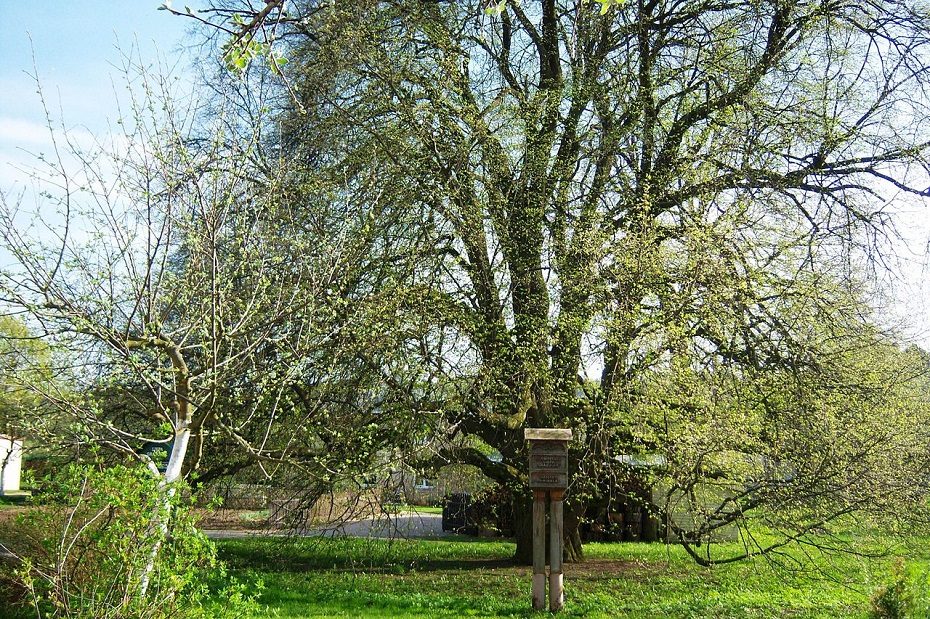 Liepos dovanos – nuo sąžinės ramybės iki vyžų ir medaus