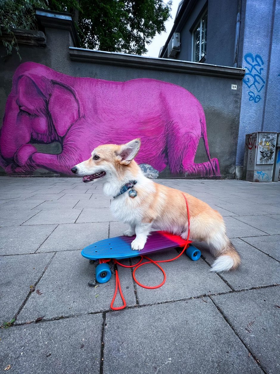 Po Kauno gatves skrieja šunytis: tik ištrauki riedlentę – jau šoka ant jos važiuoti