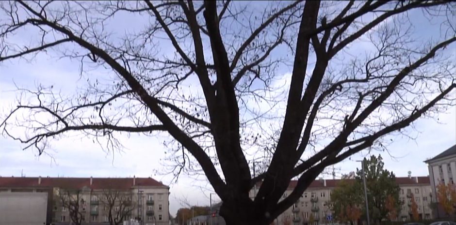 Šiaulių Prisikėlimo aikštėje miršta šimtamečiai medžiai: pražudė valdininkų neatsakingumas?