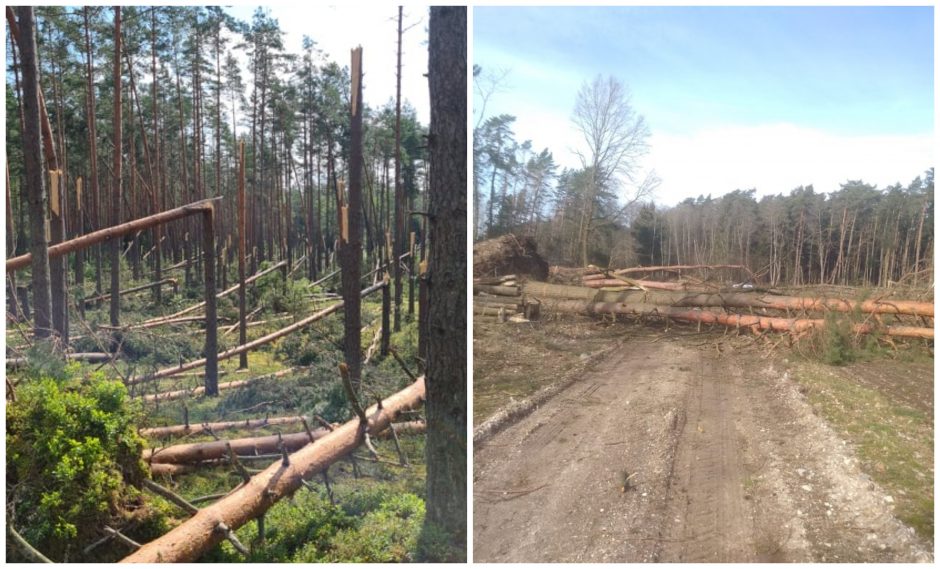 Miškininkai: audros išlaužė medžių daugiau nei 100 hektarų plote