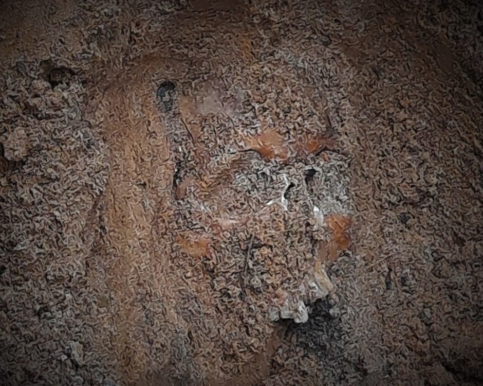 Šalčininkų rajone – kraupus radinys: aptiko žmogaus kaukolės fragmentus