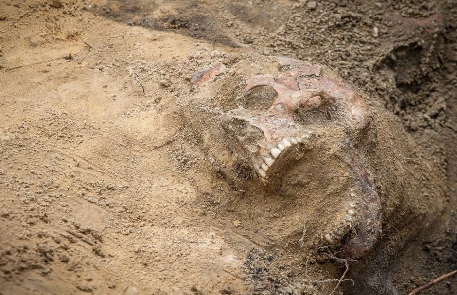 Šiurpus radinys Šalčininkų rajone: aptiko žmogaus kaukolę ir kaulus