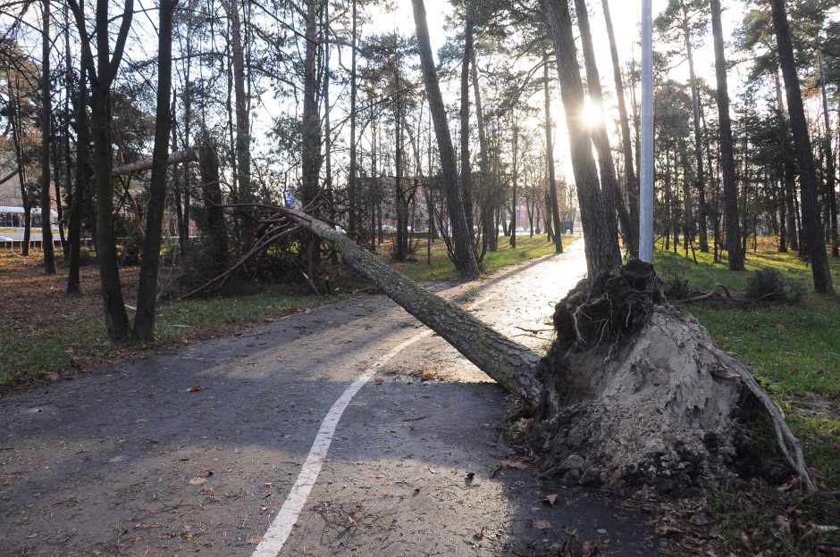 Kelininkai vairuotojams: dėl stipraus vėjo ant kelių gali būti nuvirtusių medžių ar nukritusių šakų