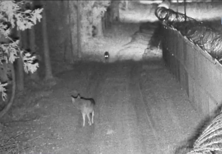 Kaime vilkai išpjovė keliasdešimt šunų: pamatę sukramtytus augintinius, žmonės gyvena baimėje