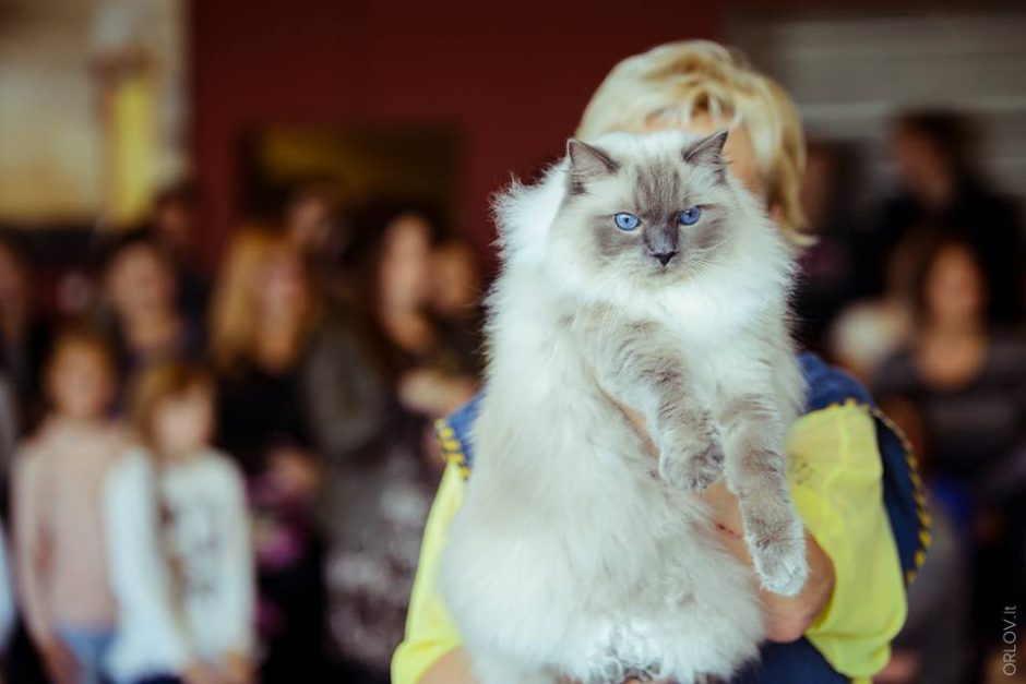 Reta visame pasaulyje, legendomis apipinta kačių veislė – parodoje Kaune