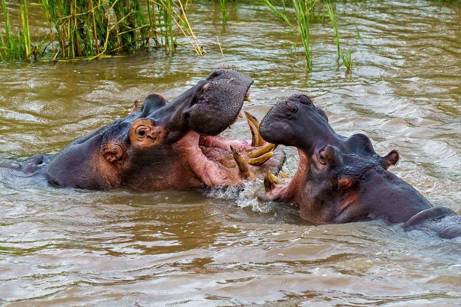 Kolumbija tikisi atsikratyti P. Escobaro hipopotamais