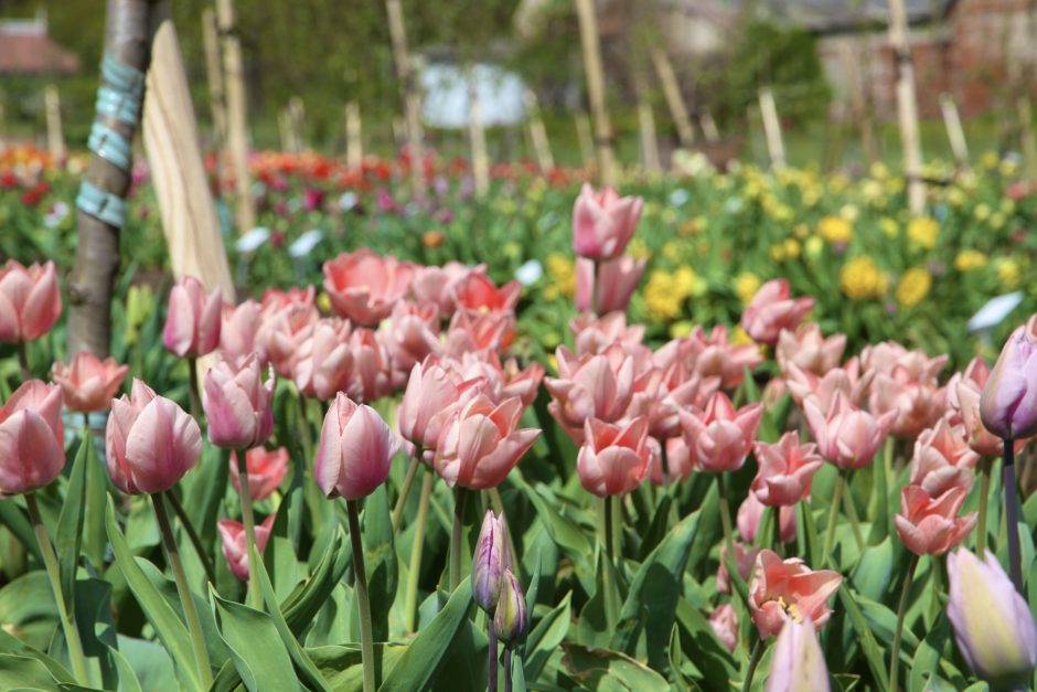Botanikos sode prasideda didysis tulpių žydėjimas