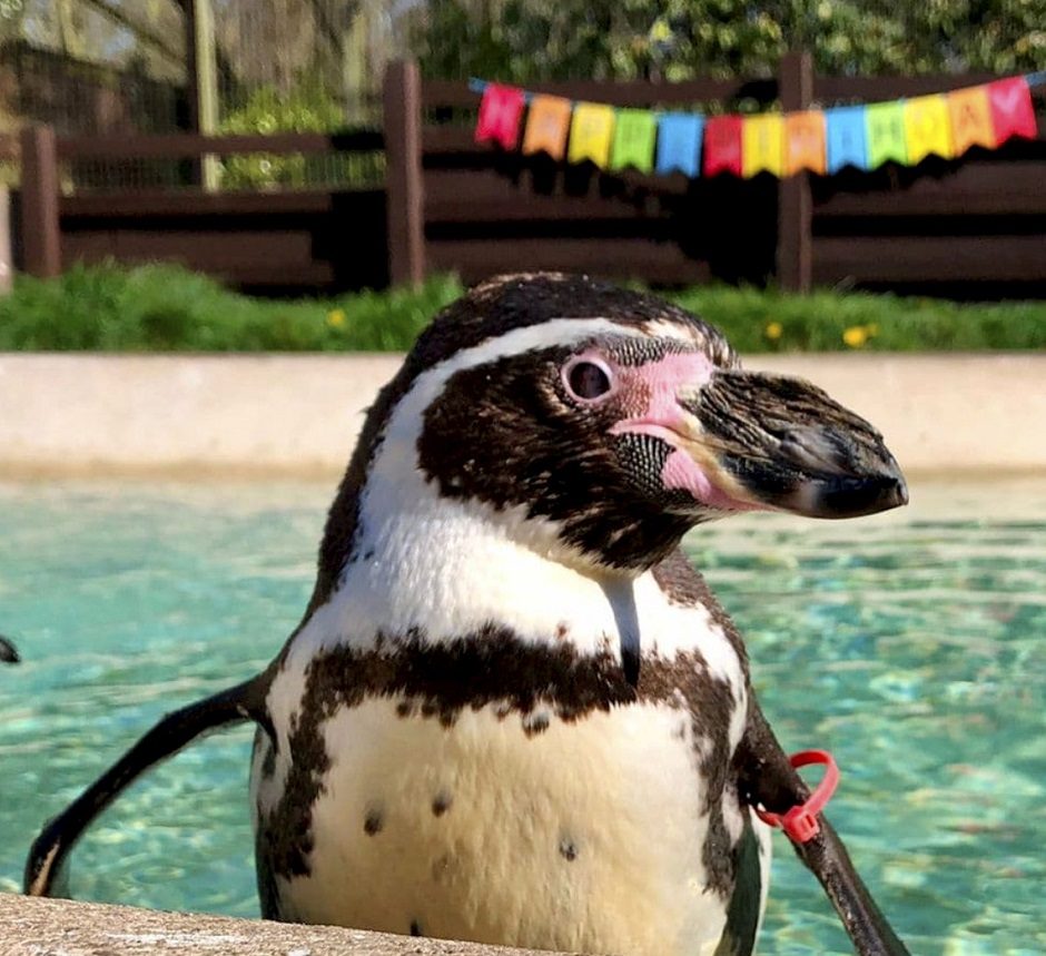 Didžiojoje Britanijoje nugaišo seniausia pasaulyje Humbolto pingvinė Rosie