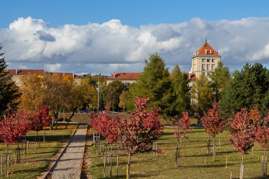 Nemuno saloje – sakurų grožis: akį traukia ne tik pavasarį, bet ir rudenį