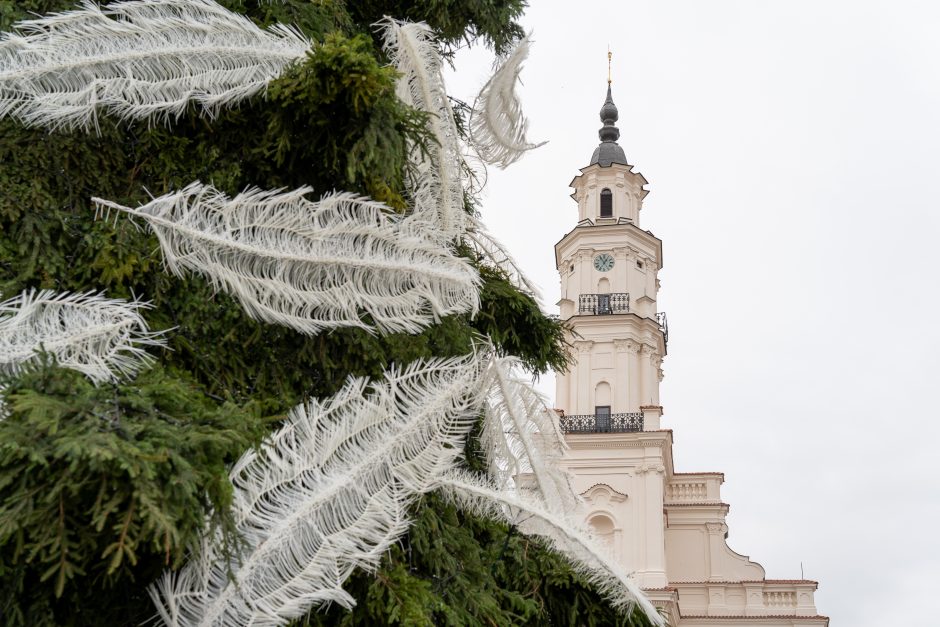 Kauno eglė jau pasirodė visu gražumu: ką mano miestiečiai?