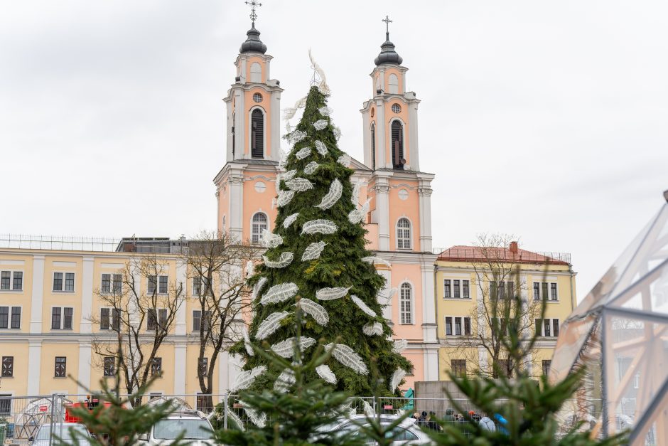 Kauno eglė jau pasirodė visu gražumu: ką mano miestiečiai?