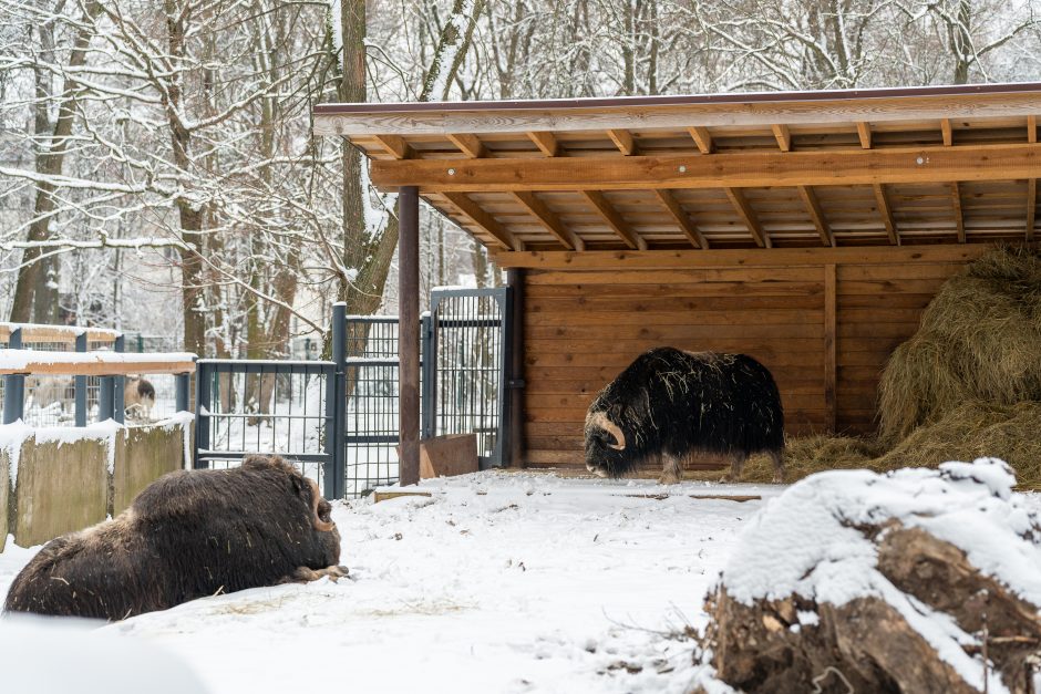 Lietuvos zoologijos sodas turi naujokų: kviečia susipažinti