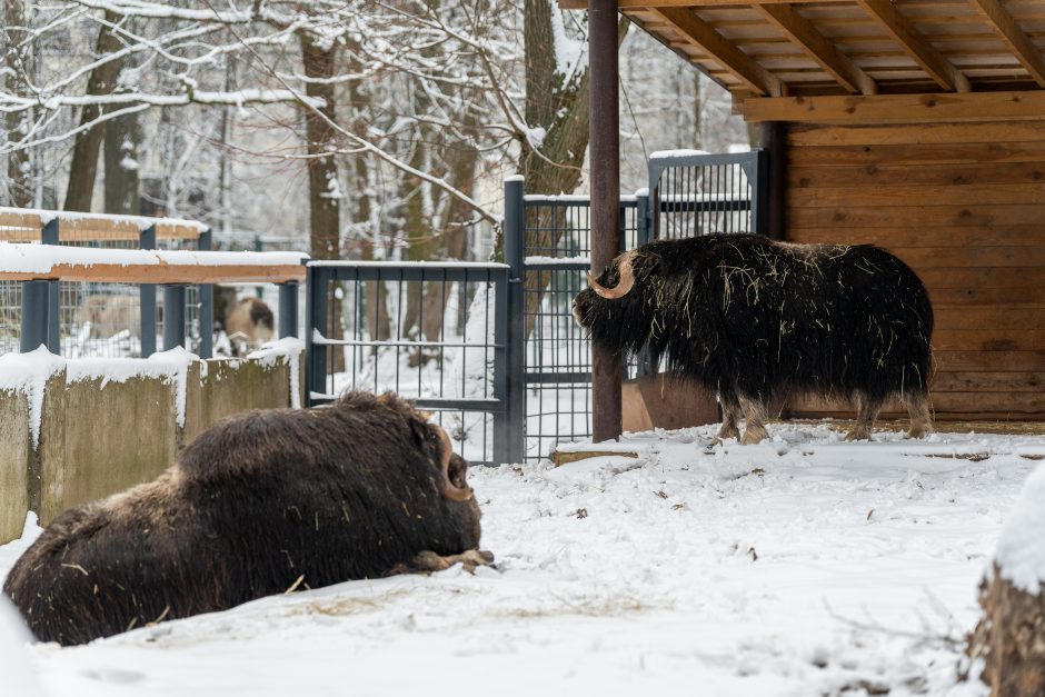 Lietuvos zoologijos sodas turi naujokų: kviečia susipažinti