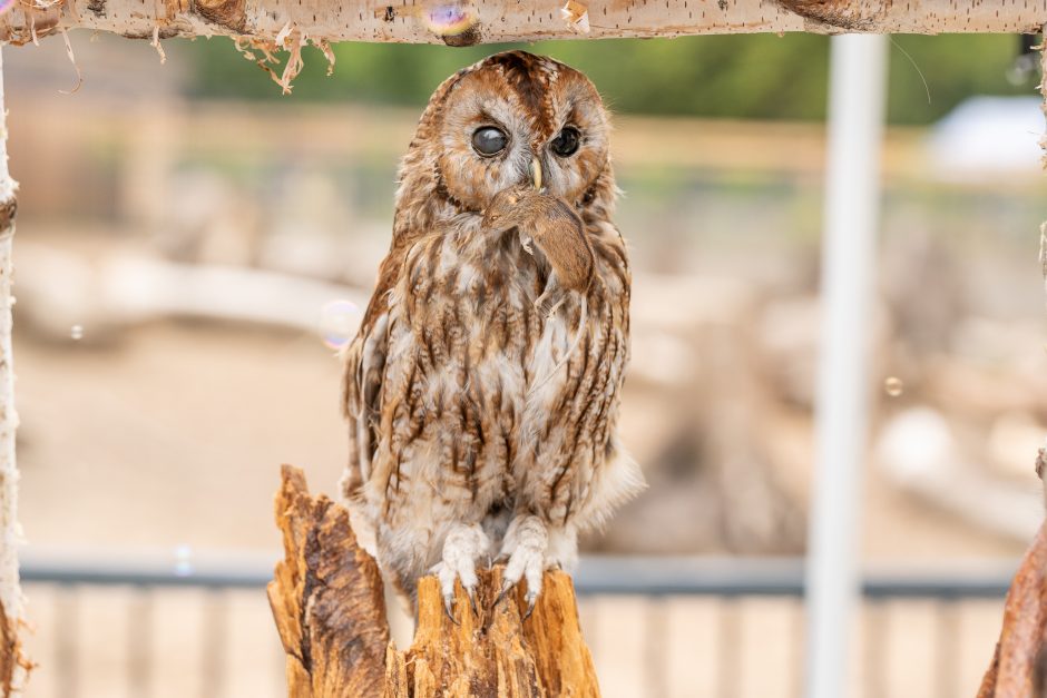 Lietuvos zoologijos sodo gimtadienis