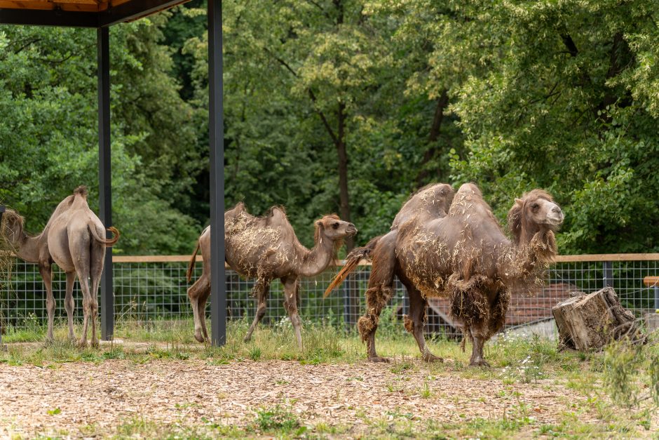 Lietuvos zoologijos sodo gimtadienis