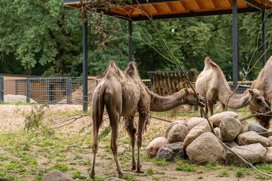 Lietuvos zoologijos sodo gimtadienis